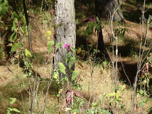 Image of Salvia iodantha by (c) Ricardo Betancourt Sánchez, some rights reserved (CC BY)