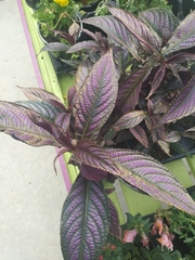 Strobilanthes auriculata dyeriana