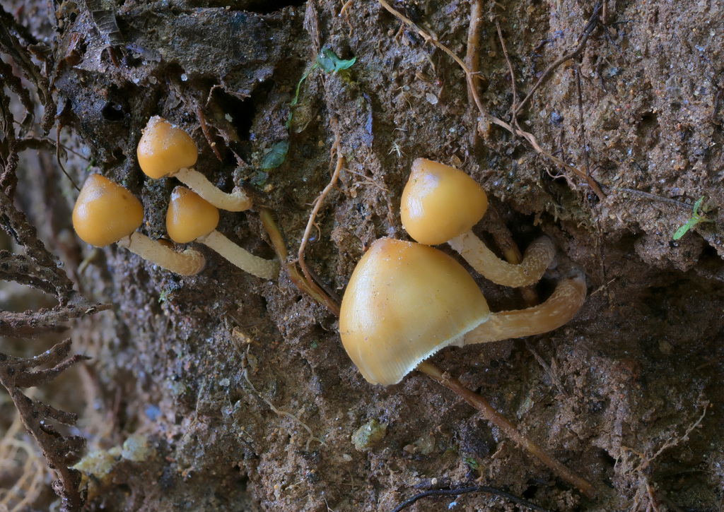Psilocybe zapotecorum · November 2023 · photo: © alan_rockefeller (iNaturalist, cc-by-sa)