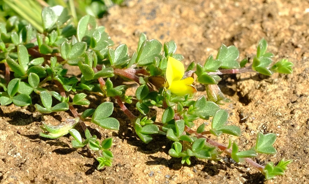 Listia solitudinis