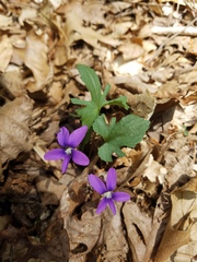 Viola triloba