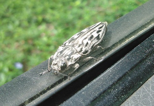 Sculptured Pine Borer photo 3
