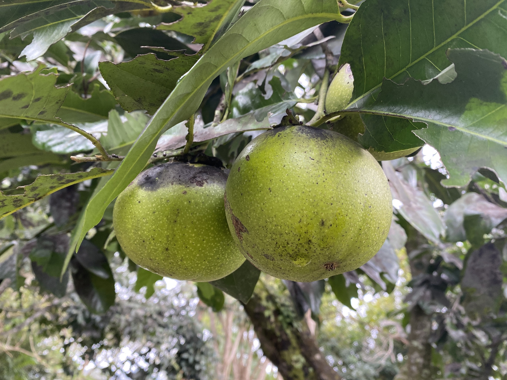 Imagem de Jabuticaba