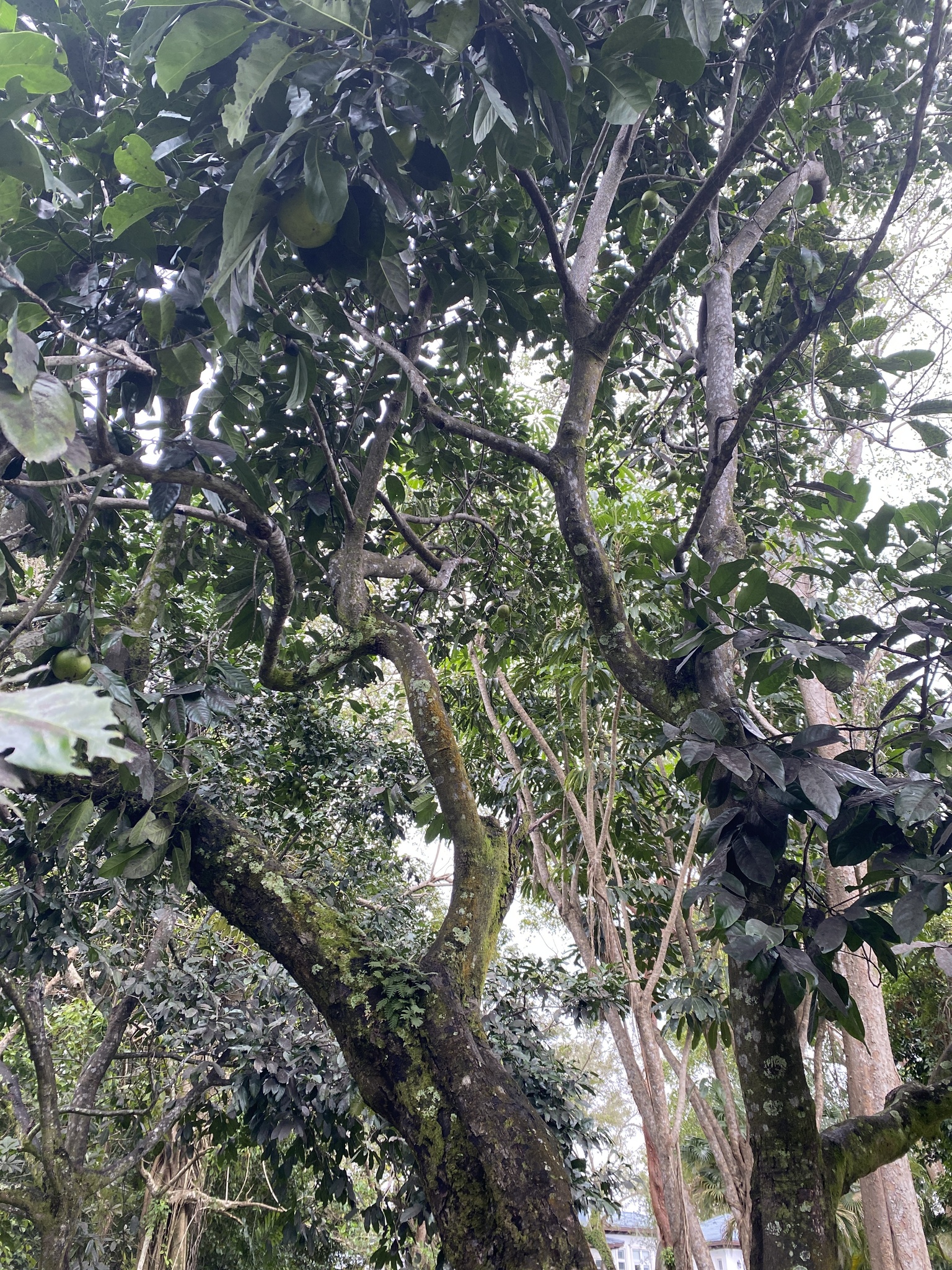 Imagem de Jabuticaba