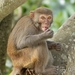 Rhesus Macaque - Photo (c) jkmalkoha, some rights reserved (CC BY-NC)