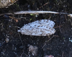 Semioscopis megamicrella