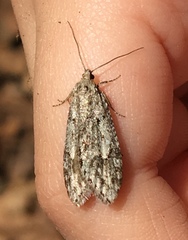 Semioscopis megamicrella