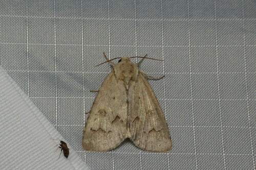 River Birch Dagger photo 4