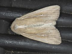 Leucania oaxacana