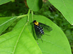 Chrysopilus thoracicus