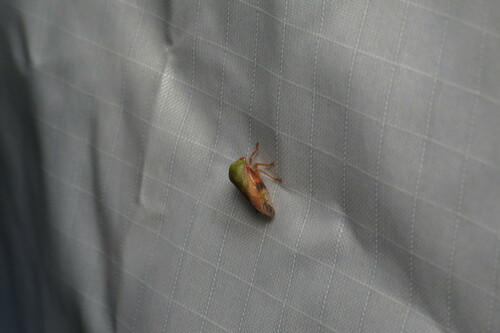 Ophiderma flava photo 4