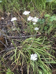 Allium neapolitanum