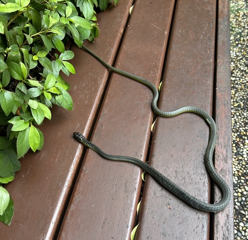 Common Tree Snake sighting
