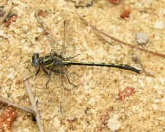 Phanogomphus diminutus