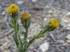Layia hieracioides