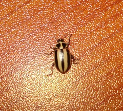 Paranaemia vittigera