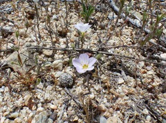 Leptosiphon liniflorus