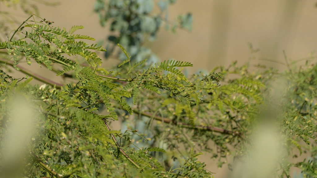 Prosopis limensis Benth.