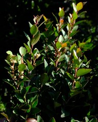 Maytenus acuminata acuminata