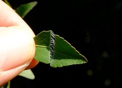 Maytenus acuminata acuminata