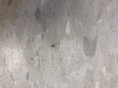 Spermophora senoculata