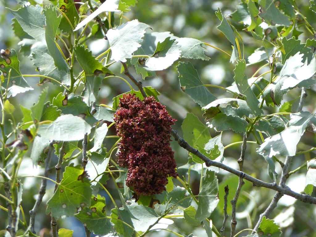 cottonwood catkin gall mite