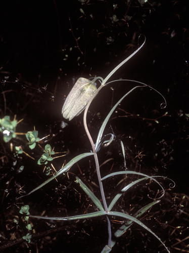 Fritillaria verticillata, photograph 5