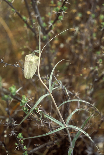 Fritillaria verticillata, photograph 1