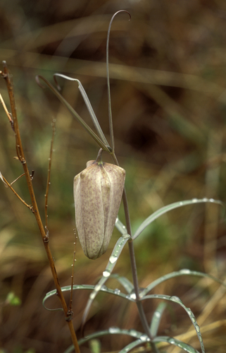 Fritillaria verticillata, photograph 2
