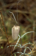 (c) Oleg Kosterin, some rights reserved (CC BY) Fritillaria verticillata, photograph (c) Oleg Kosterin, some rights reserved (CC BY)