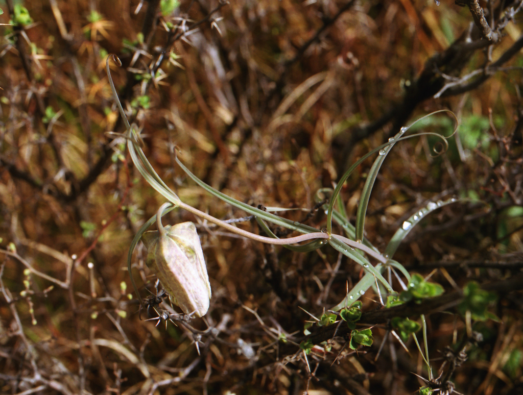 Fritillaria verticillata; photograph (c) Oleg Kosterin, some rights reserved (CC BY)