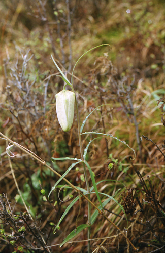 Fritillaria verticillata, photograph 3