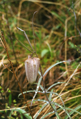 Fritillaria verticillata, photograph 4