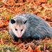 北美負鼠 - Photo 由 Michelle Herman 所上傳的 (c) Michelle Herman，保留部份權利CC BY-NC