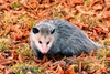 Virginia Opossum - Photo (c) Michelle Herman, some rights reserved (CC BY-NC), uploaded by Michelle Herman
