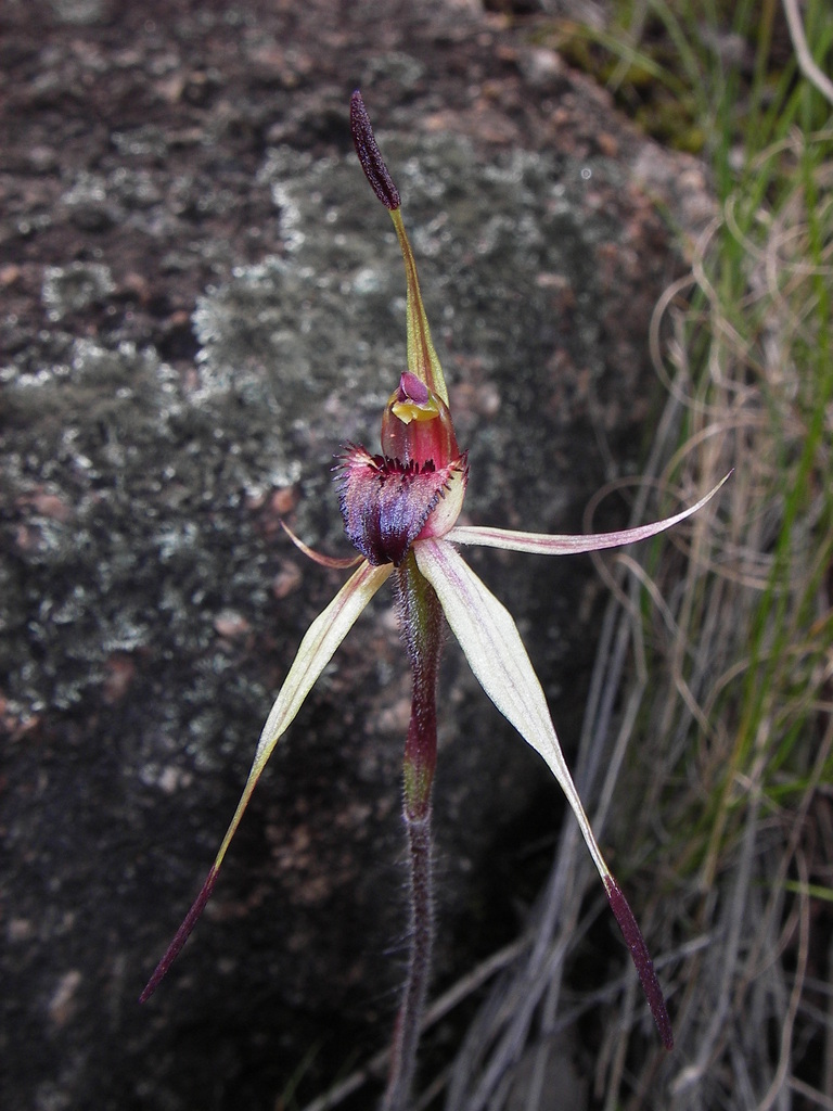 Caladenia atroclavia