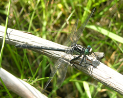 Stenogomphurus rogersi
