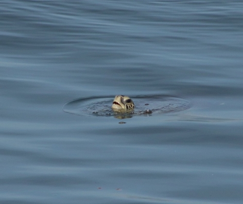 Green turtle