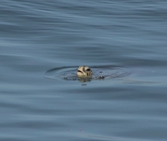 Green turtle