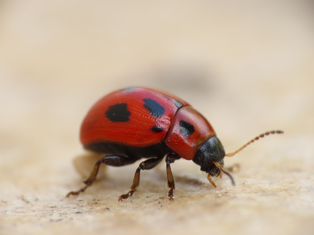 Gonioctena fornicata