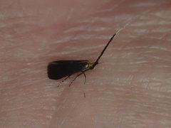 Adela caeruleella