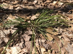 Carex pedunculata