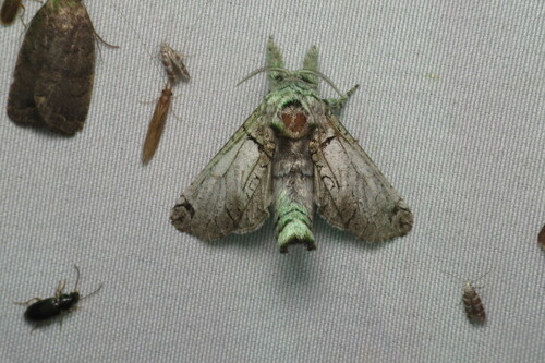 Black-lined Carpenterworm Moth photo 5