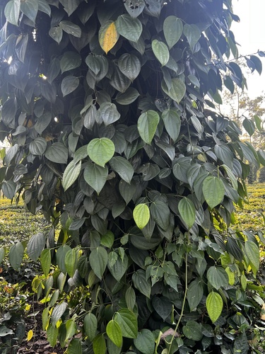 Foto de Pimenta-do-reino