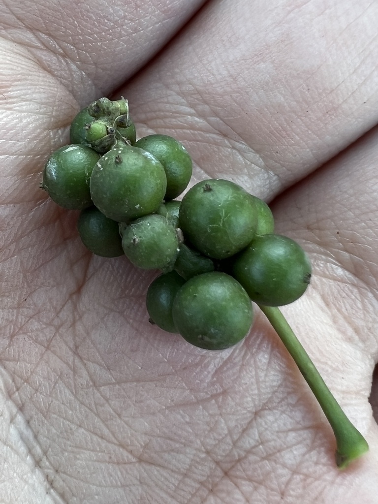 Foto de Pimenta-do-reino