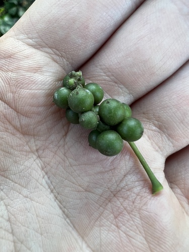 Foto de Pimenta-do-reino