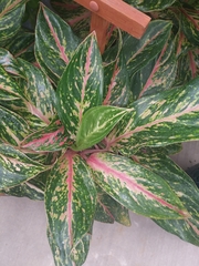 Aglaonema modestum