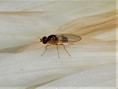 Gaurax mesopleuralis