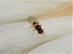 Gaurax mesopleuralis