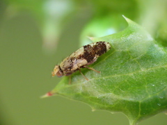 Tephritis formosa
